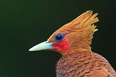 Chestnut-colored Woodpecker